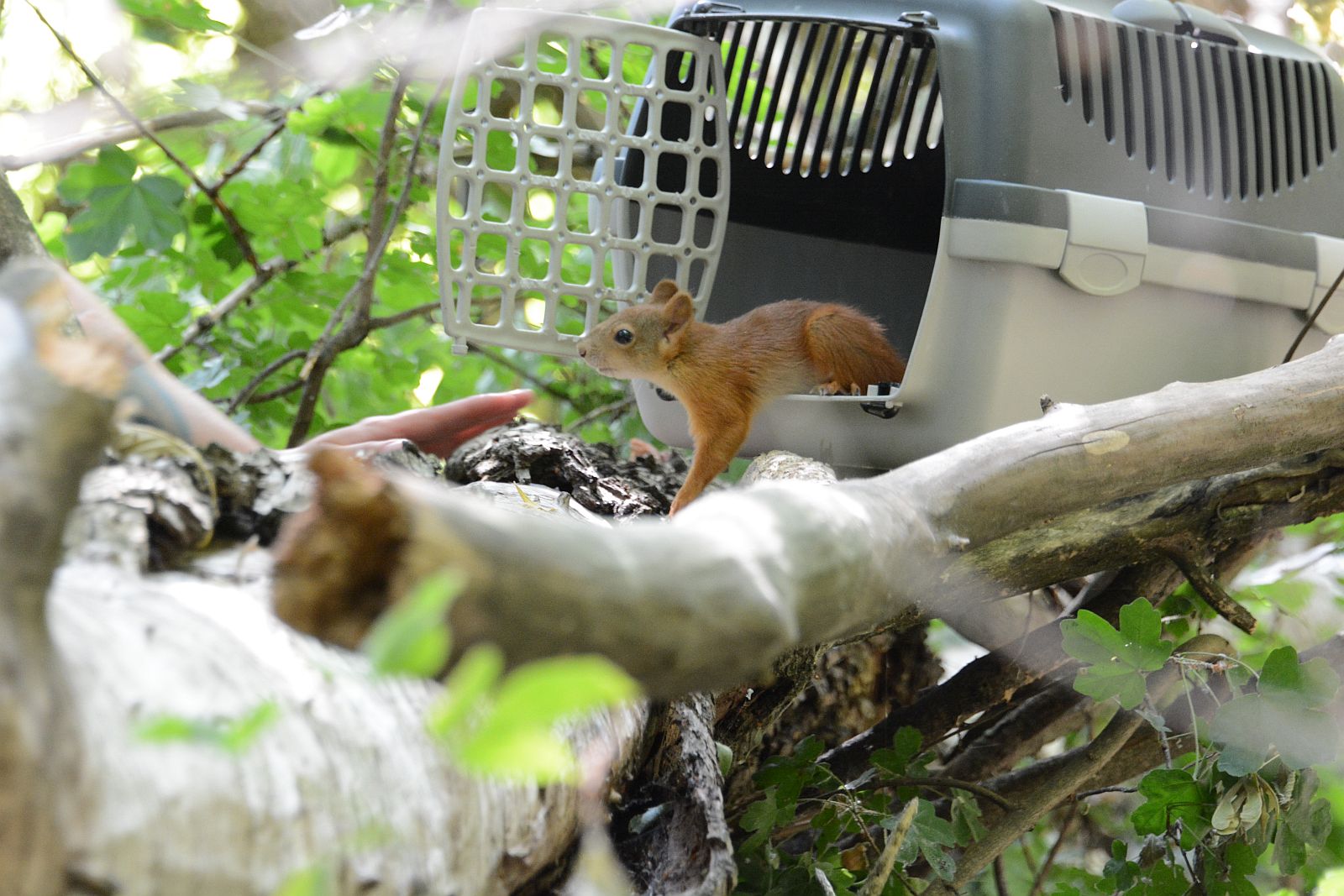 A Sóstón engedték szabadon a meggyógyított törött lábú mókust